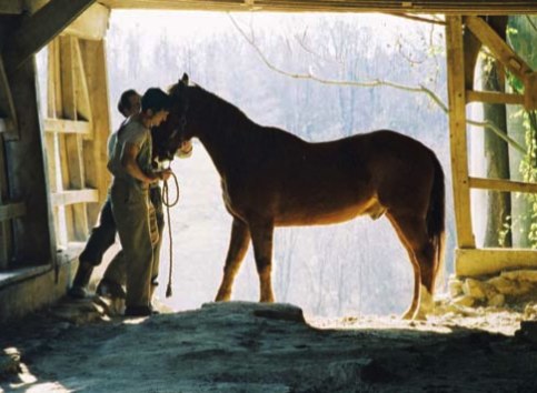 Two people in a stable with a horse
